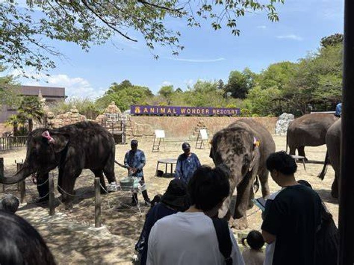 Performance At Ichihara Elphant Kingdom