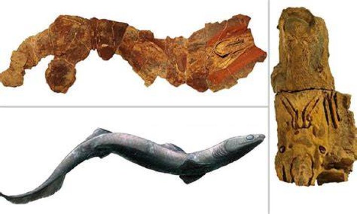 Phoebodus Shark Fossil