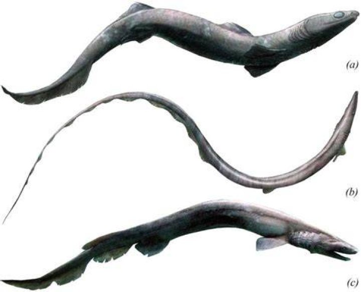 Phoebodus Species And Frilled Shark