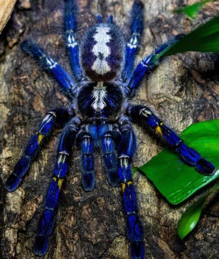 Poecilotheria metallica