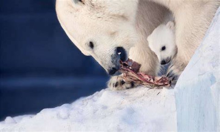 Polar Bear Eating Polar Bear