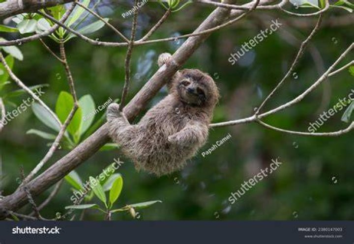 Pygmy Three-toed Sloth