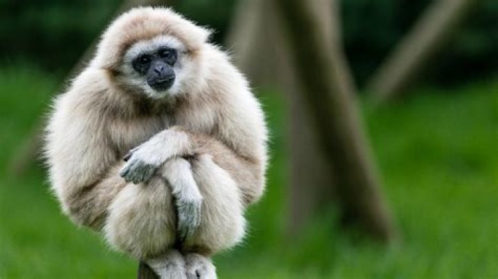Rare Animals Gibbons