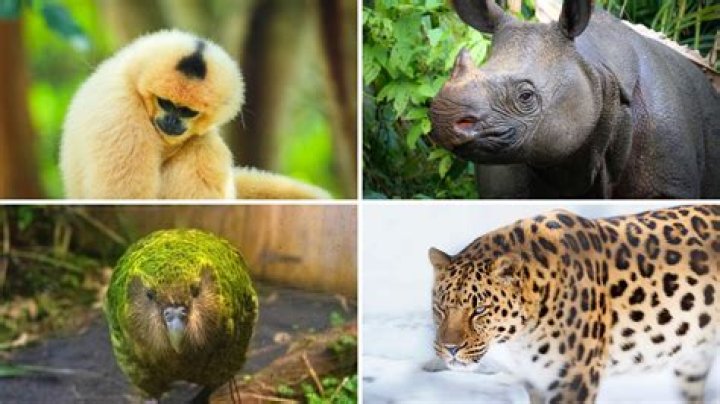 Rare Animals