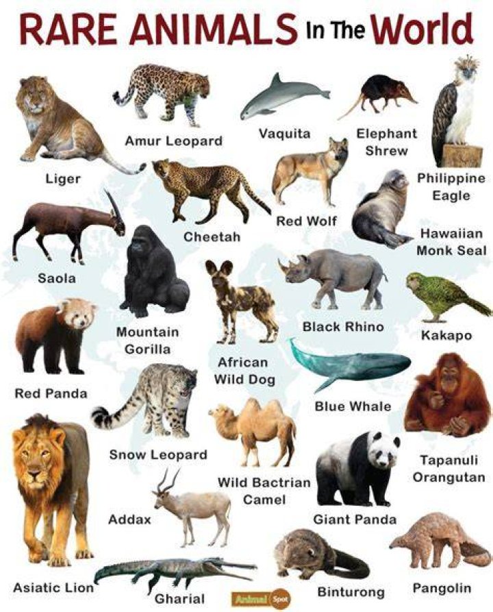 Rarest Animals Face