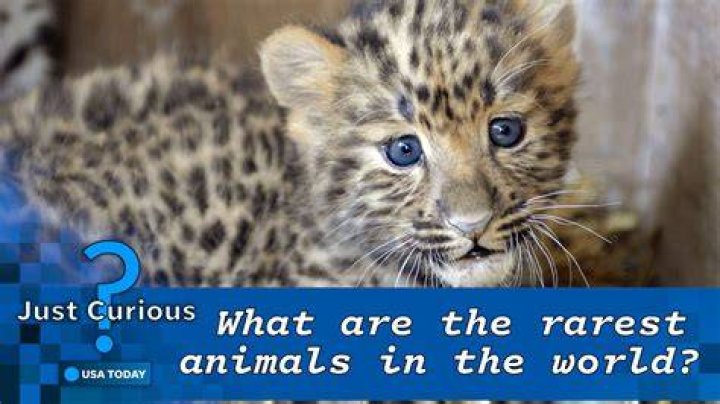 Rarest Animals On Earth