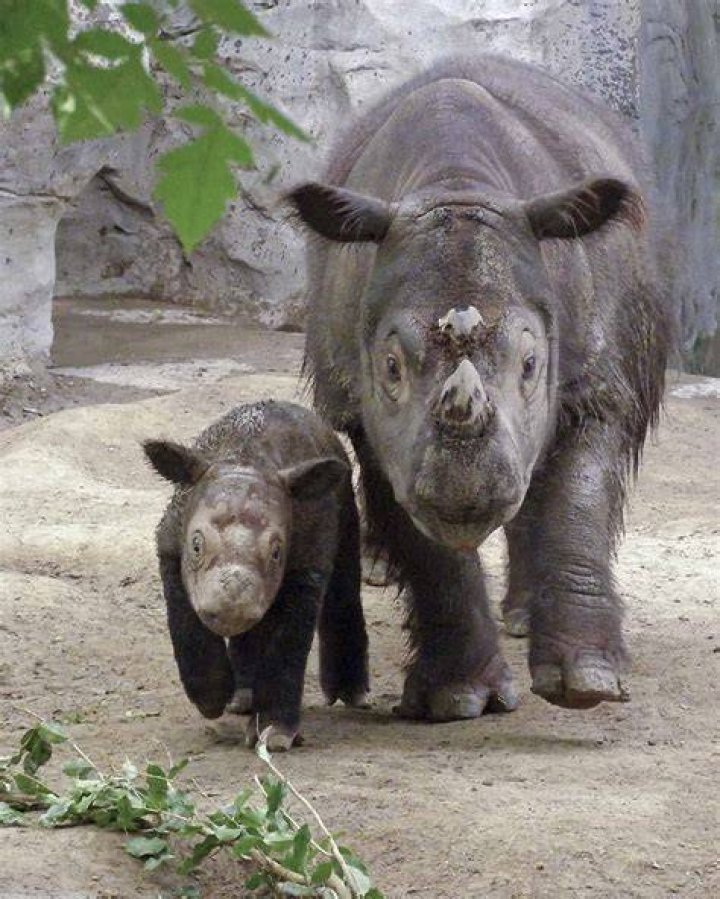 Rarest Animals Rhino Up Close