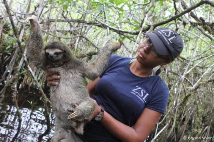 Rarest Animals Sloth Human