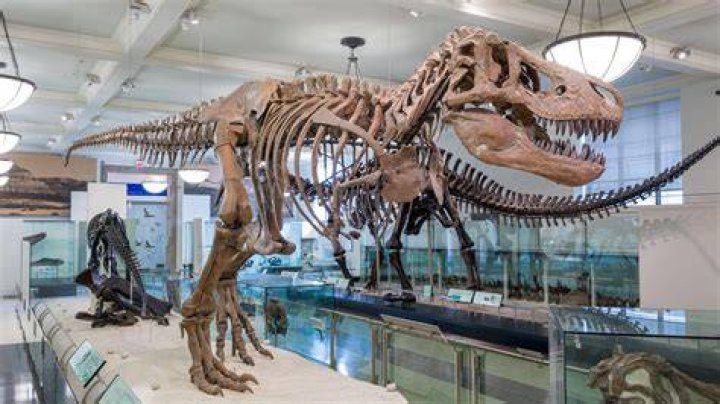 Reconstructed Tyrannosaurus Rex Fossils