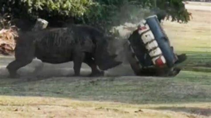 Rhino Attacking Car