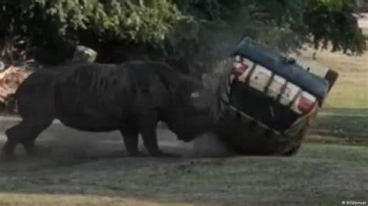 Rhino Flipping Over Car