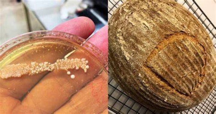Scientist Baker Collects 4,500-Year-Old Yeast To Make Ancient Bread