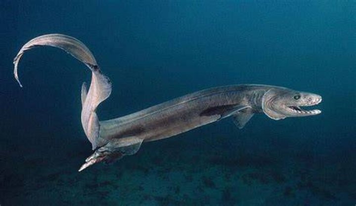 Scientists Discover Remains Of Terrifying, Eel-Like Prehistoric Shark