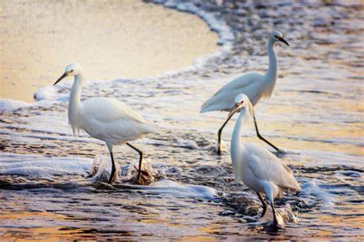 Snowy Egrets Nature Photography