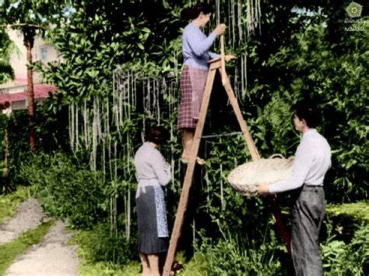 Spaghetti Tree