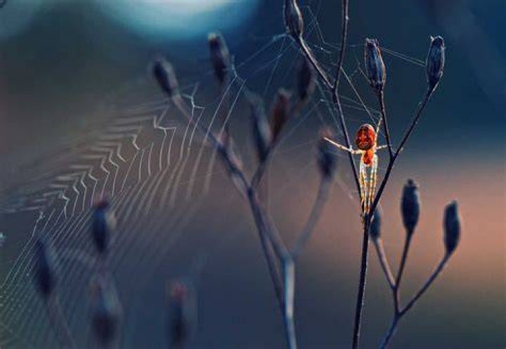 Spider by Krasimir Matarov