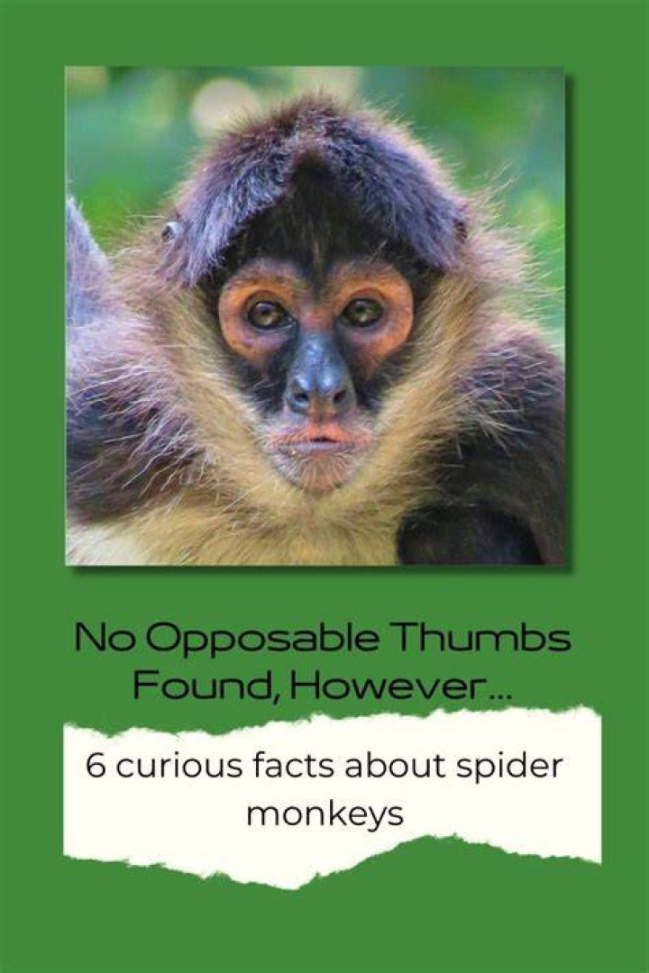 Spider Facts Hands