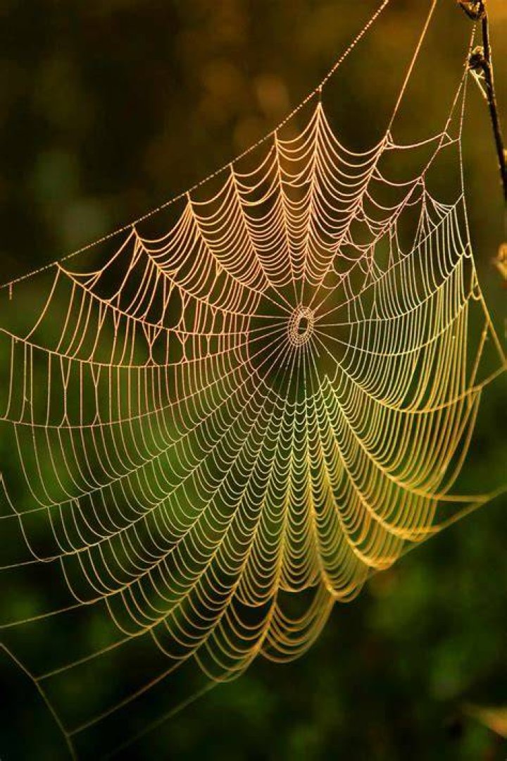 Spider Web Water