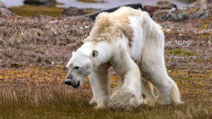 Starving And Emaciated Polar Bear