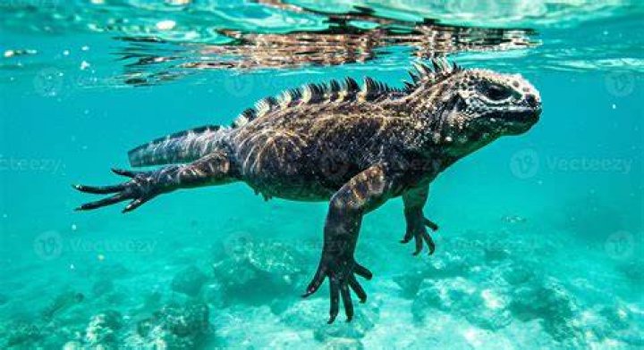 Swimming Iguana Nature Photography