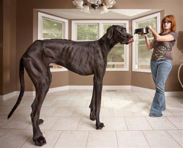 Tallest Dog In The World