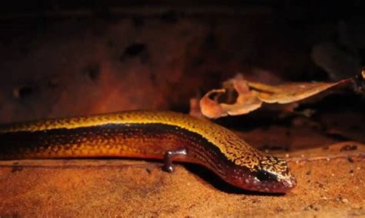 Three Toed Skink Standing Still