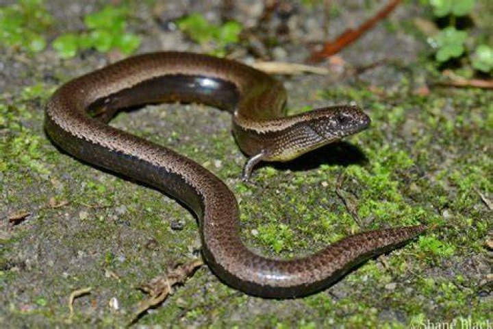 Three Toed Skink