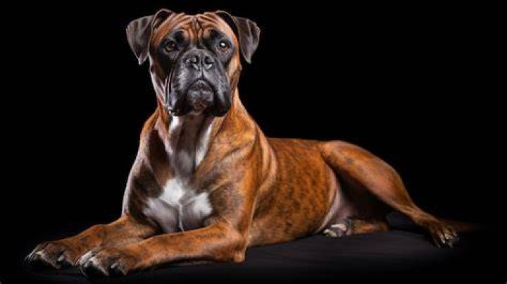 Tiger Owned By Boxer