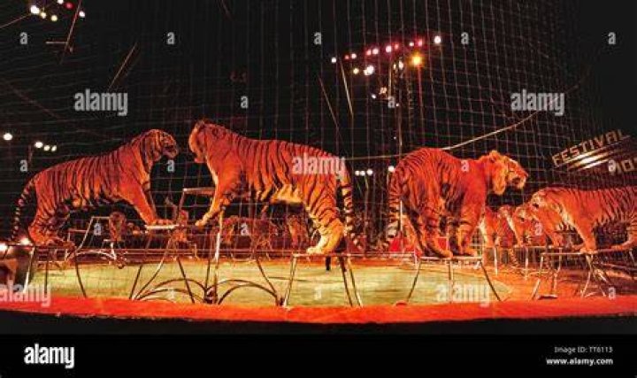 Tigers Performing In A French Zoo