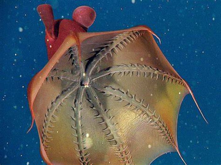 Vampire Squid Open