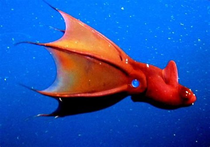 Vampire Squid Swimming