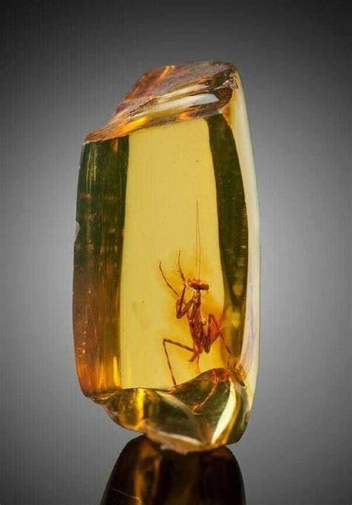 Vibrant Prehistoric Amber Bugs