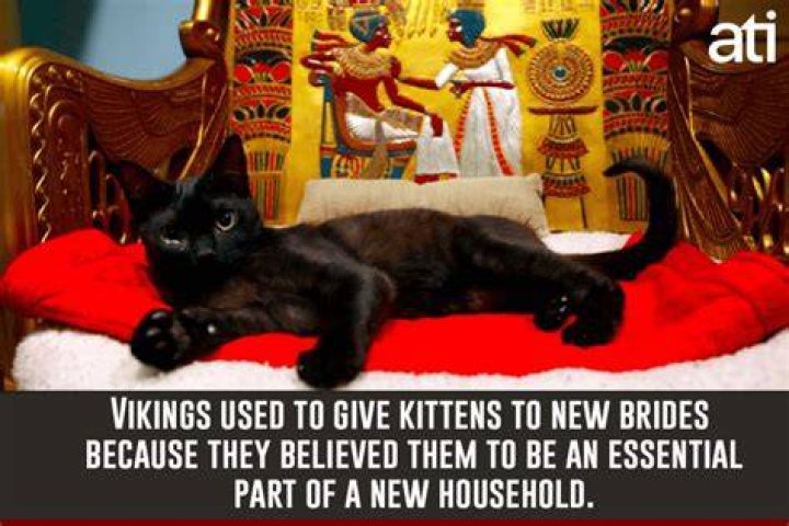 Viking Facts Cats For Newlyweds