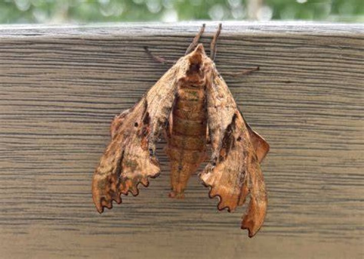 Wallaces Sphinx Moth