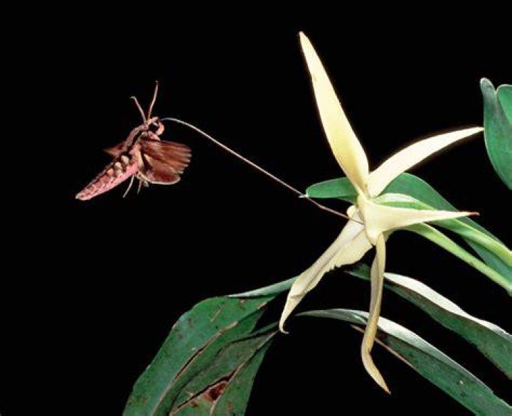 Xanthopan Praedicta