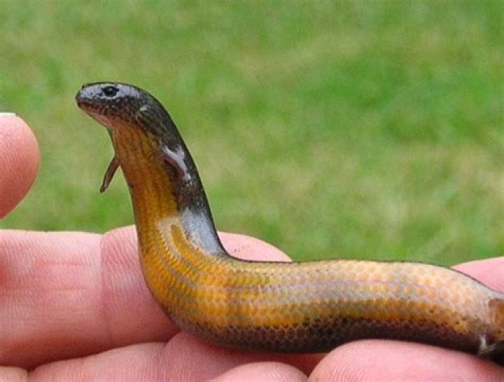 Yellow Bellied Three Toed Skink
