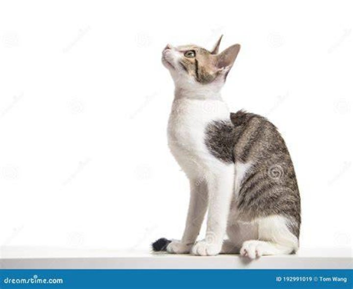 Young Cat Looking Up