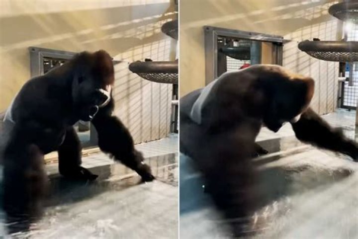 Zola The Gorilla